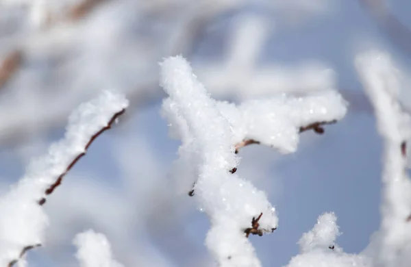 Gren av ett träd i snön mot den blå himlen — Stockfoto