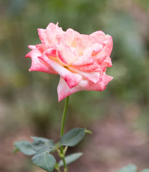 在大自然美丽的玫瑰 — 图库照片