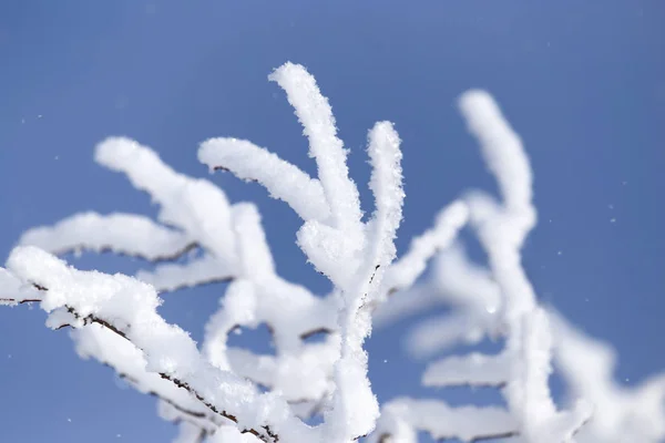 Rama de un árbol en la nieve contra el cielo azul —  Fotos de Stock