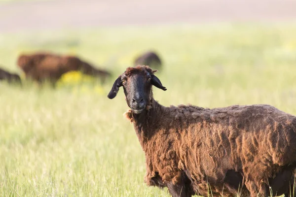 Schapen in de wei — Stockfoto