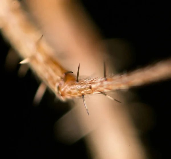 Une araignée. fermer — Photo