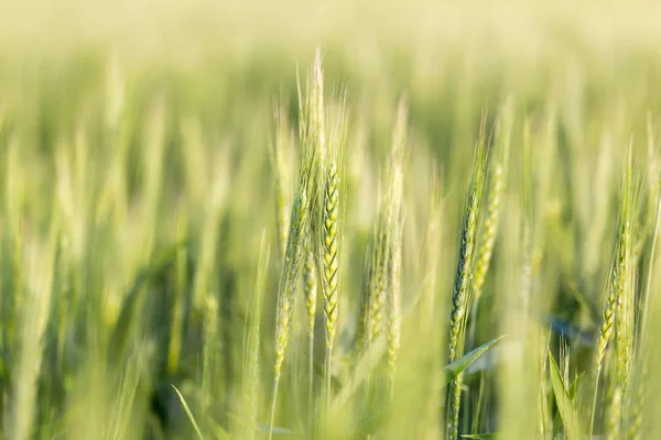Weizenähren auf die Natur — Stockfoto