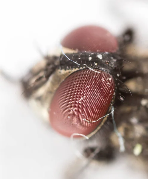 Studio estremamente accurato e dettagliato della testa di mosca impilata da molti scatti effettuati con lenti al microscopio — Foto Stock