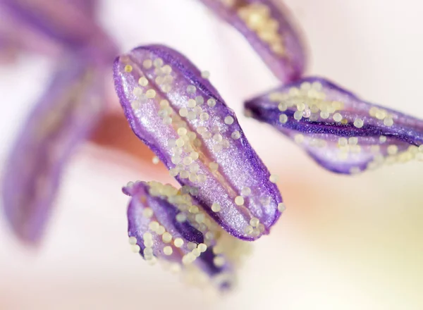 Pólen em flor, close-up — Fotografia de Stock