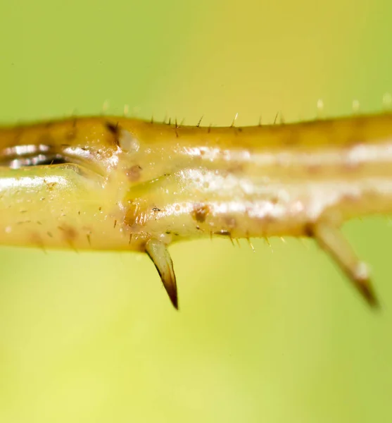 Foot grasshopper. super macro — Stock Photo, Image