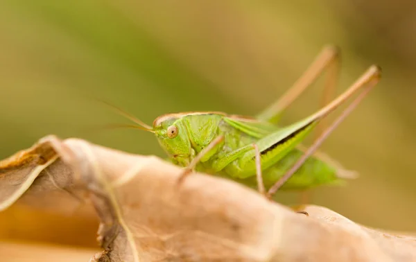 Sprinkhaan in de natuur. sluiten — Stockfoto