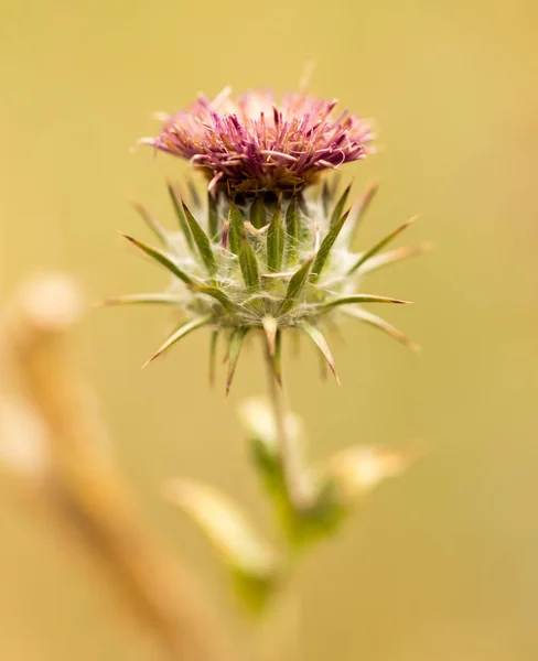 Torra blomma spikar i naturen — Stockfoto