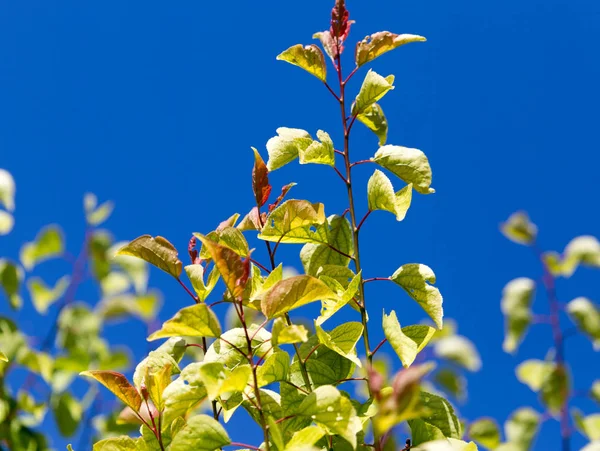 Foglie su un albero contro il cielo blu — Foto Stock