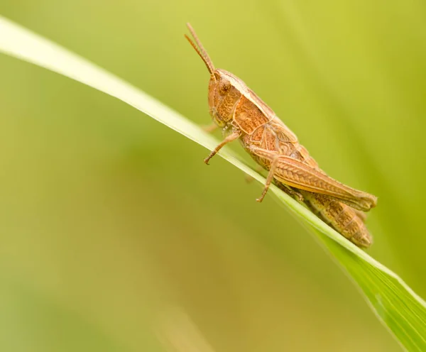 Saltamontes en la naturaleza. cerrar — Foto de Stock