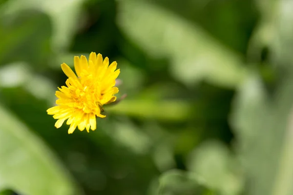 自然の中で黄色のタンポポ — ストック写真
