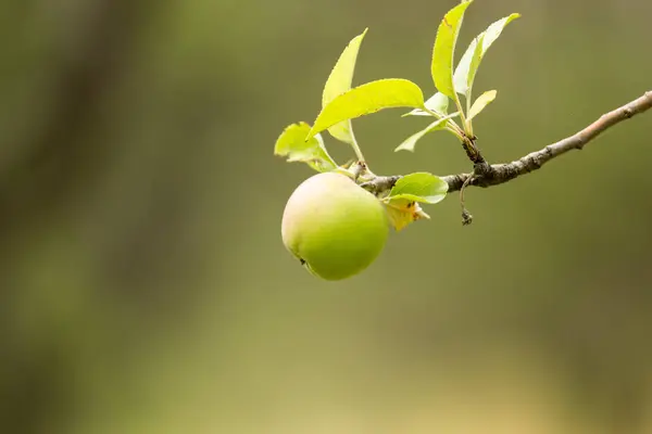 Apfel am Baum in der Natur — Stockfoto