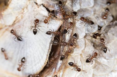 karıncalar balık yiyin. Kapat