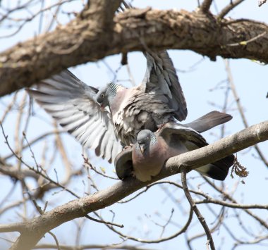 Doğadaki ağaçta birbirine aşık iki güvercin