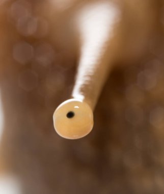 göz salyangoz. Super makro