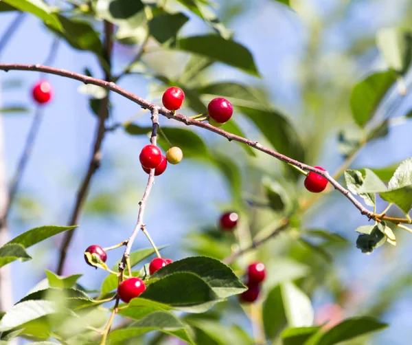 Ripe cherries on the tree in nature — Stock Photo, Image