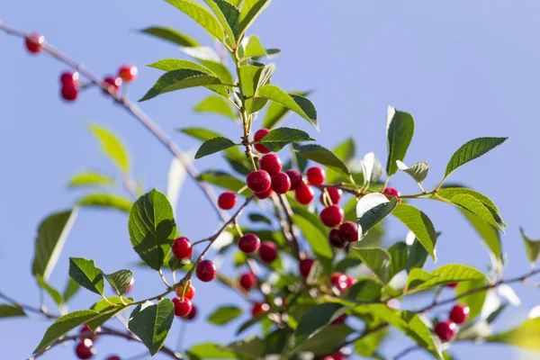 Cerezas maduras en el árbol en la naturaleza —  Fotos de Stock