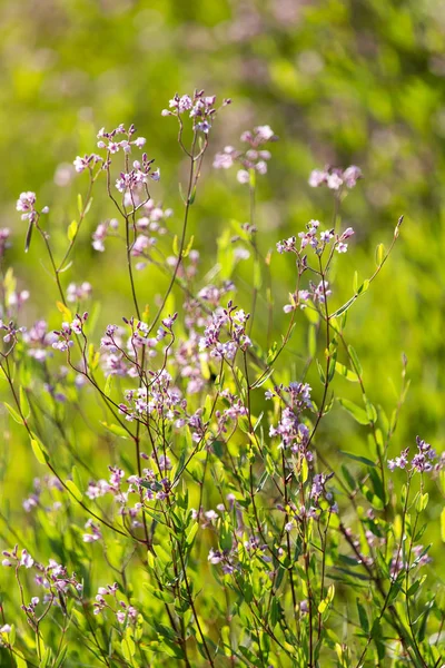 自然の美しい小さな花 — ストック写真