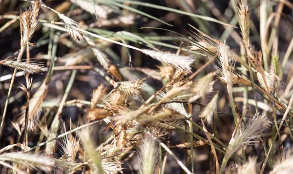 Burned grass with ears — Stock Photo, Image