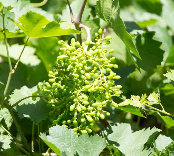 Jovem cacho de uvas na natureza — Fotografia de Stock