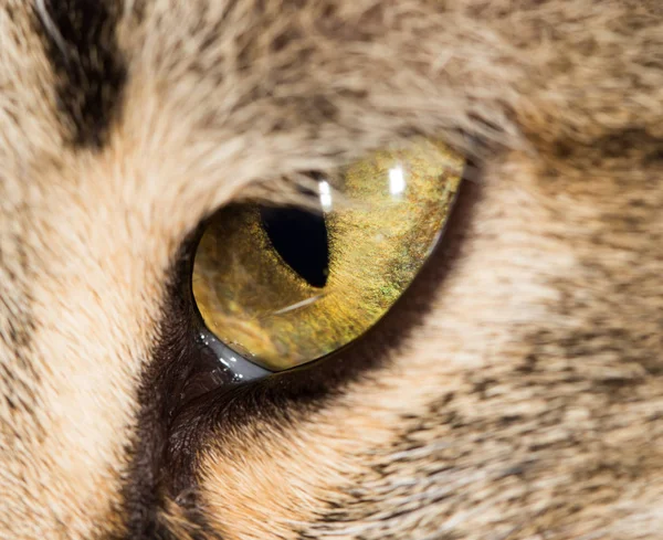 Cat eyes. close — Stock Photo, Image