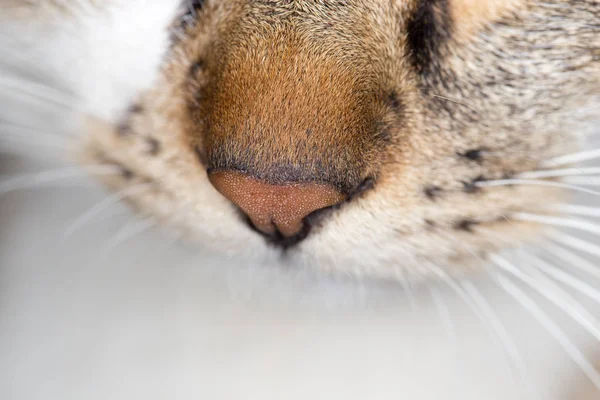 Kočičí nos. Zavřít — Stock fotografie