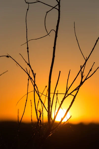 Plante sur le fond du coucher du soleil — Photo