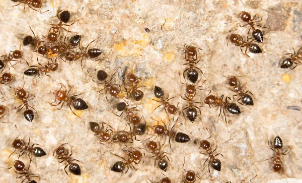 Mravenci na zemi. Zavřít — Stock fotografie