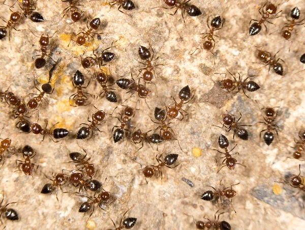 Ants on the ground. close — Stock Photo, Image