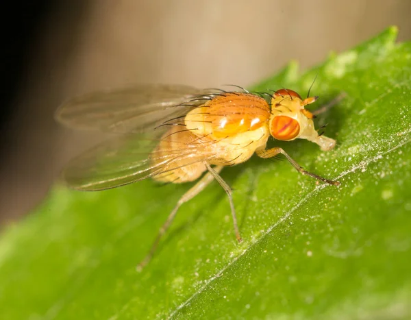 Volar en la naturaleza. cerrar —  Fotos de Stock