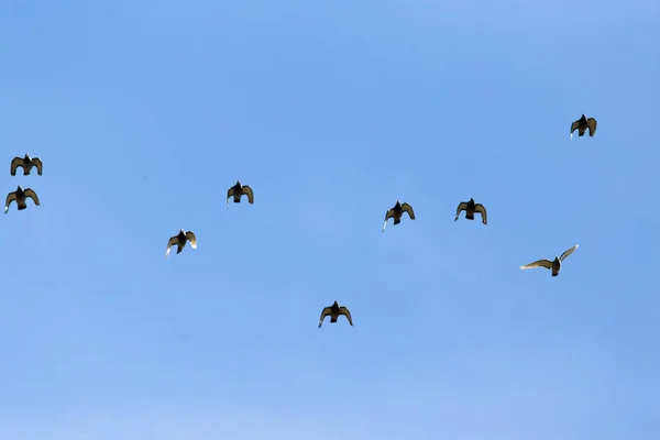 Een zwerm vogels in de blauwe hemel — Stockfoto