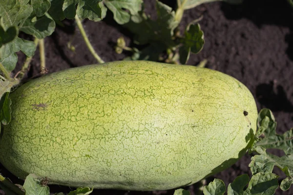 Watermeloen in de tuin — Stockfoto