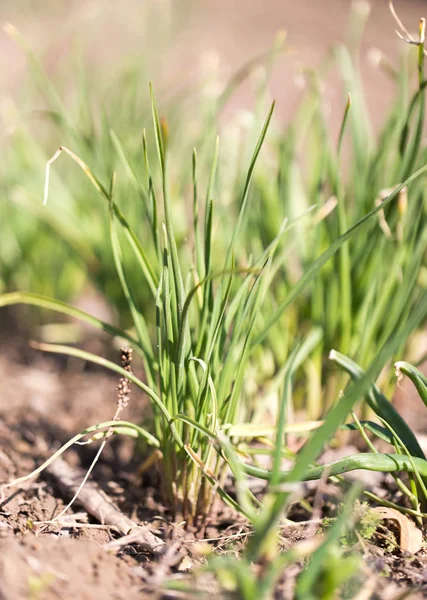 Cebollas verdes creciendo en el jardín —  Fotos de Stock