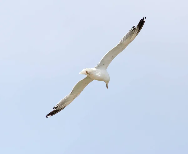 空の飛行のカモメ — ストック写真