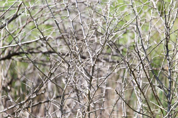 Épine sèche dans la nature — Photo