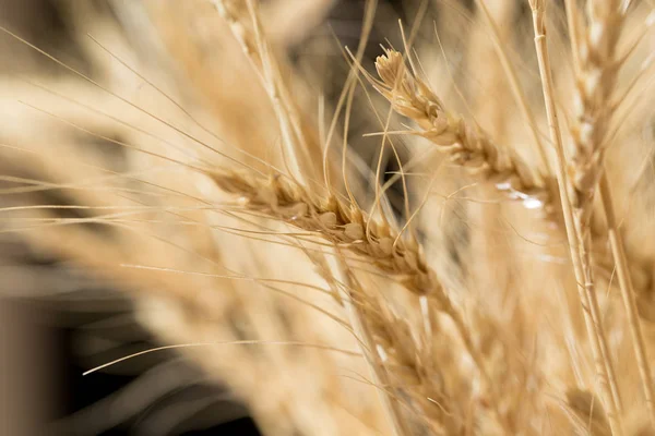 黒い背景に小麦の耳があり — ストック写真