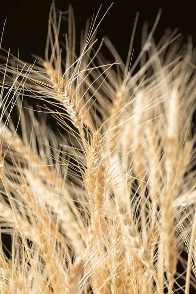 Orelhas de trigo em um fundo preto — Fotografia de Stock