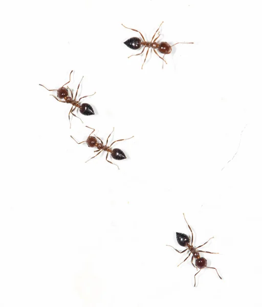 Ants on a white wall — Stock Photo, Image