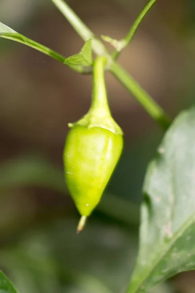 Pimiento verde en el jardín — Foto de Stock