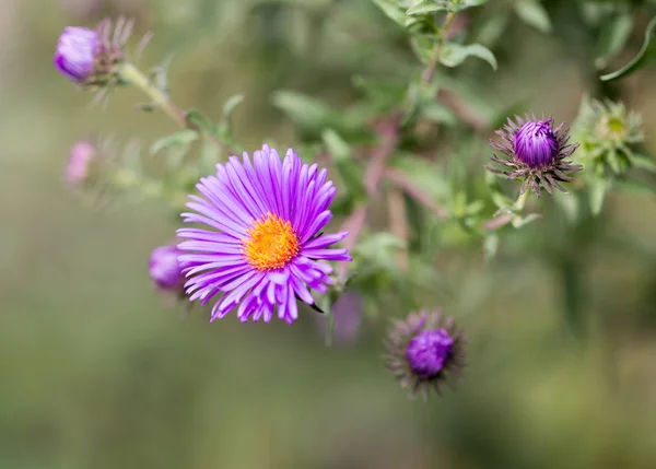 Purple flower in nature — Stock Photo, Image