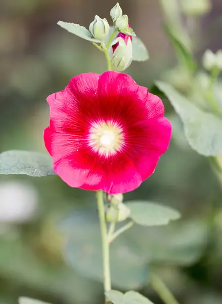 Doğada Pembe çiçek — Stok fotoğraf