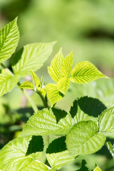 Schöner Zweig mit grünen Himbeerblättern — Stockfoto