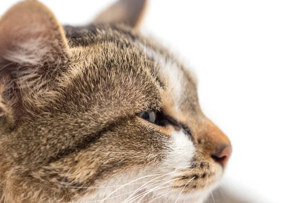 Kat op een witte achtergrond — Stockfoto