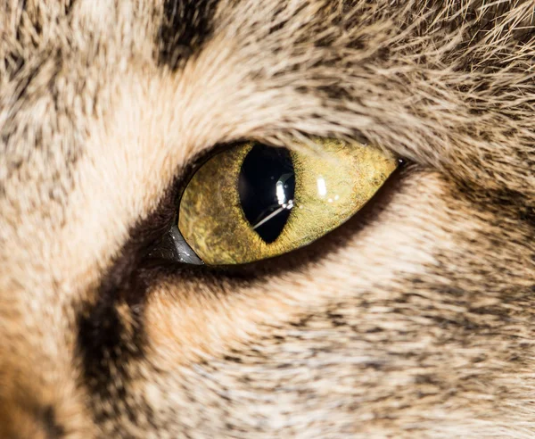 Yeux De Chat Images Libres De Droit Photos De Yeux De Chat Depositphotos