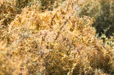 parazit doğası üzerine sarı çim