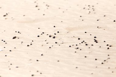 sheeps droppings in the sand clipart