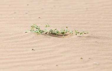 Çöldeki kumda bir bitki