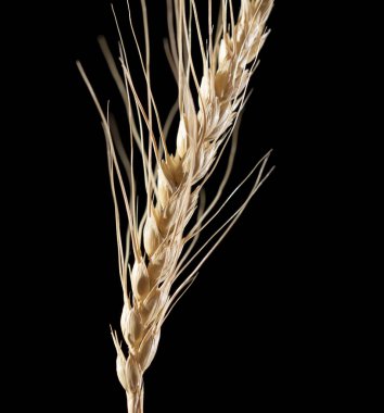 Siyah arka planda buğday kulakları