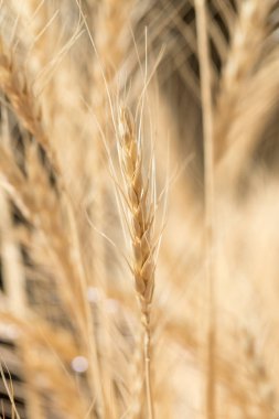Buğday kulak arka plan olarak