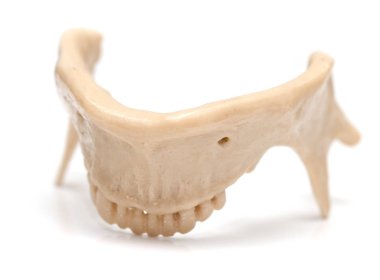 beyaz zemin üzerinde insan çene