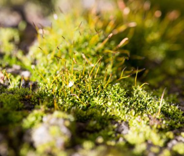 doğada moss. makro
